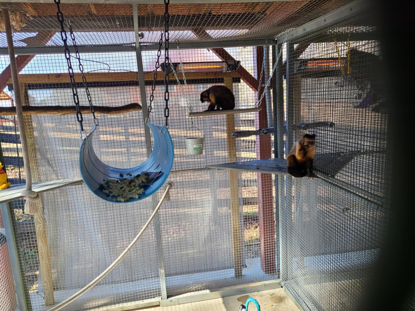 Maya (foreground) and Candy (background) were confined together by Atlanta Film Animals, even though Maya reportedly prevented Candy from eating.