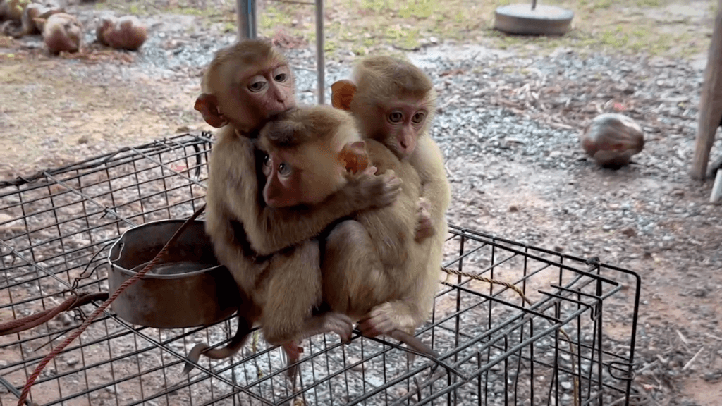 3 baby monkeys used by the thai coconut industry embrace