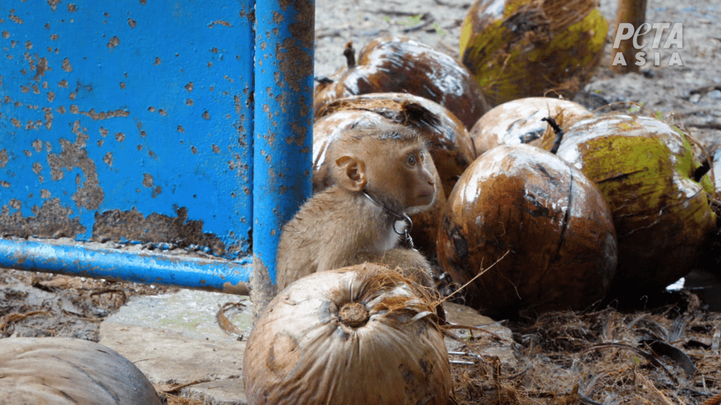 a baby monkey forced to pick coconuts for the thai coconut industry