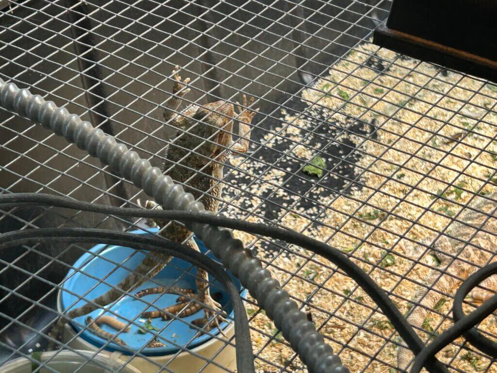 Unable to burrow, hide, soak, or climb—all basic types of bearded dragon behavior—the animals tried desperately to escape.