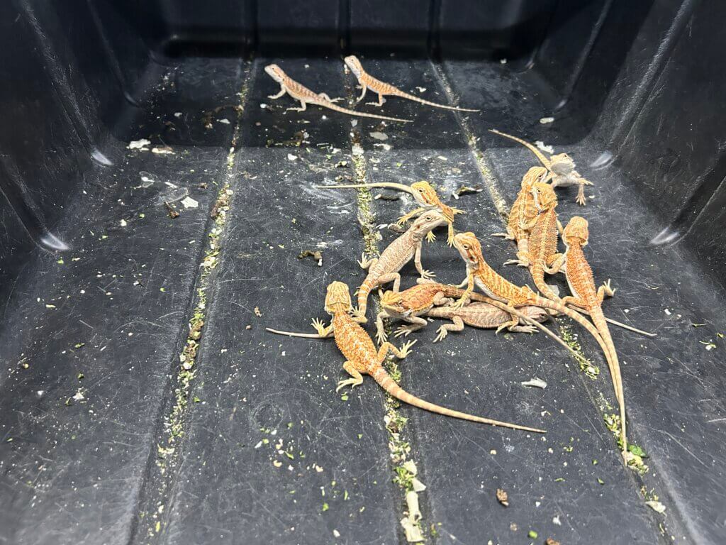 The company warehouses thousands of bearded dragons in barren plastic tubs.