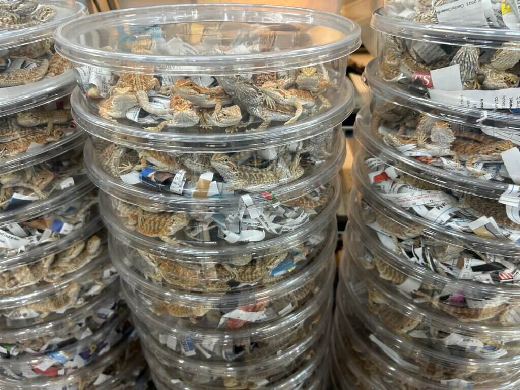 Thousands of baby bearded dragons were imported from overseas, packed by the dozen in tiny plastic containers.