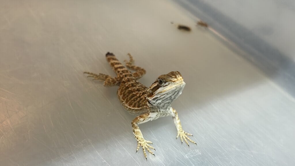 Unable to hide or escape the crowded conditions, bearded dragons often fought, resulting in severe injuries like this one to a dragon’s tail.