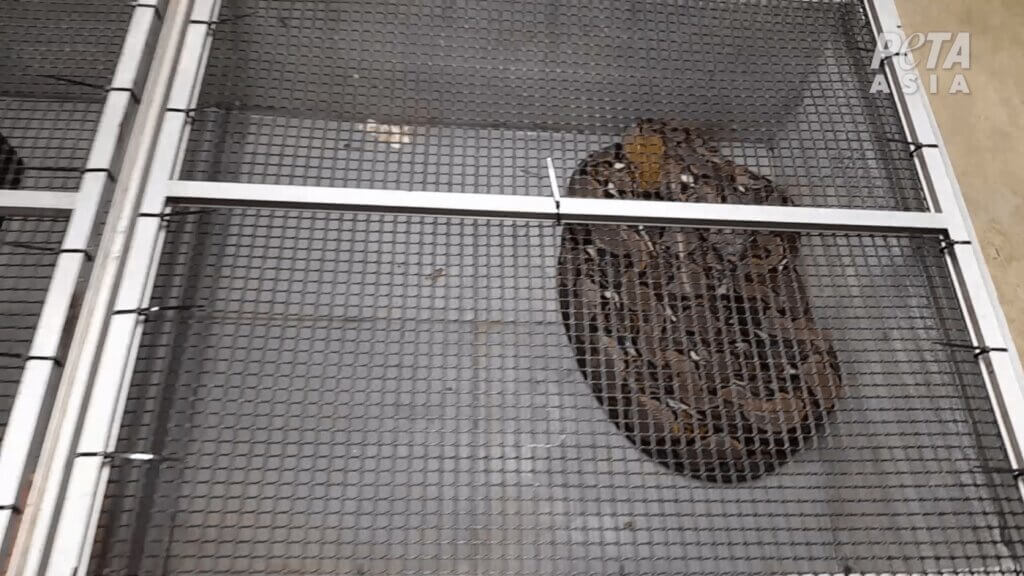 a python in an enclosure at a farm