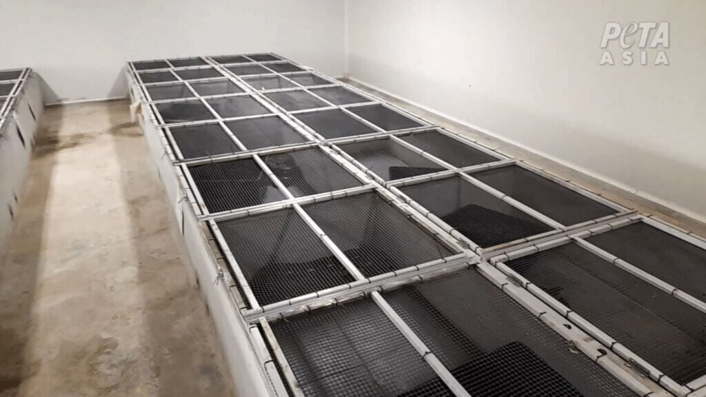 rows of python enclosures on a farm