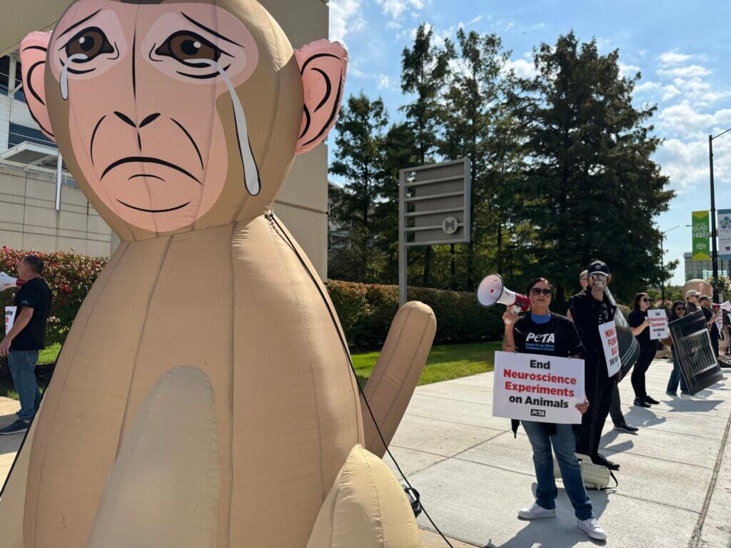 PETA demonstrators holding signs next to a large inflatable monkey