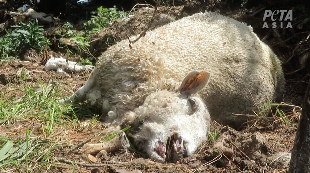 A dead sheep on a New Zealand farm