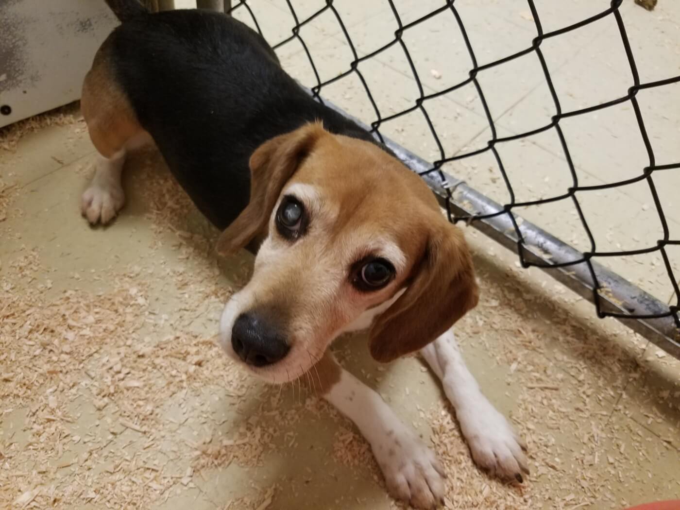 Concrete Walls Muffle the Cries of 100 Beagles at This Lab—See What PETA’s Investigator Found Inside