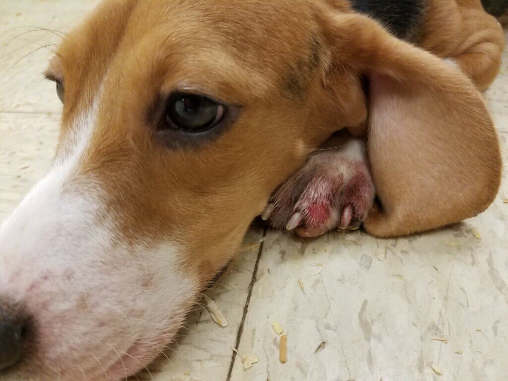 A sad looking dog with an injured foot