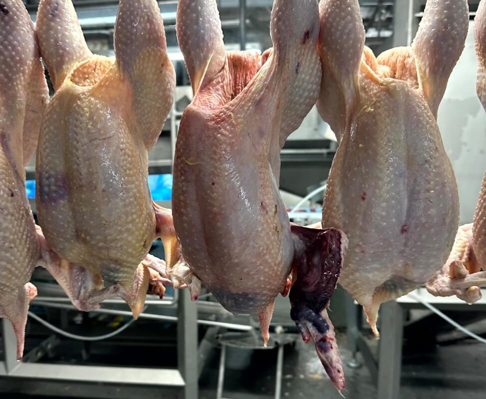 Skinned chickens hanging on a conveyor belt after slaughter.