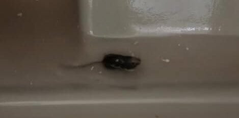 A mouse found near chicken carcasses, which are sold to consumers for consumption.