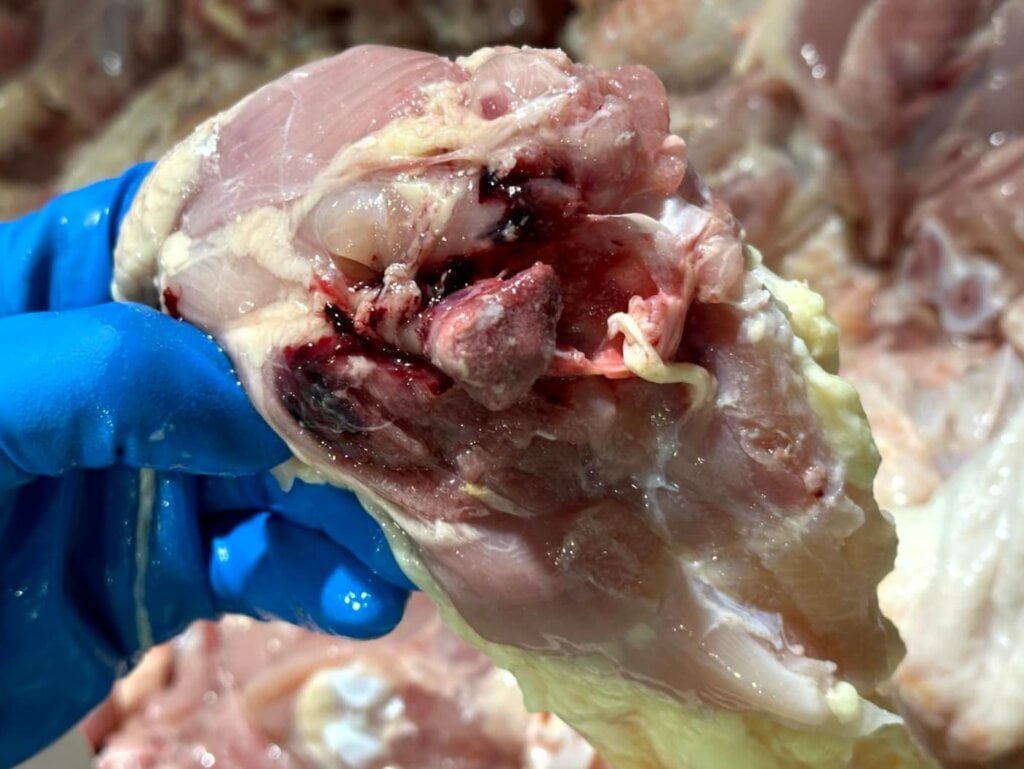 diseased chicken flesh