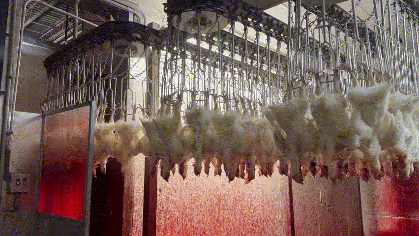 Chickens on a conveyor belt, having their heads removed after their necks are slit.