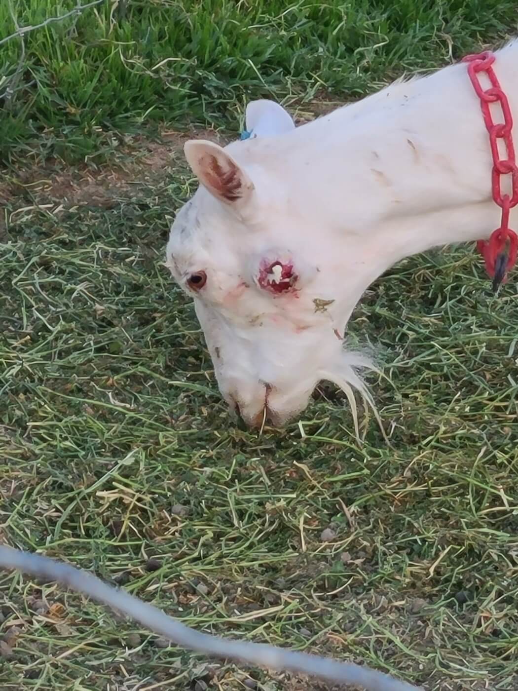 Gran Barr Dairy Goats Forfeited—Hope Is on the Horizon!