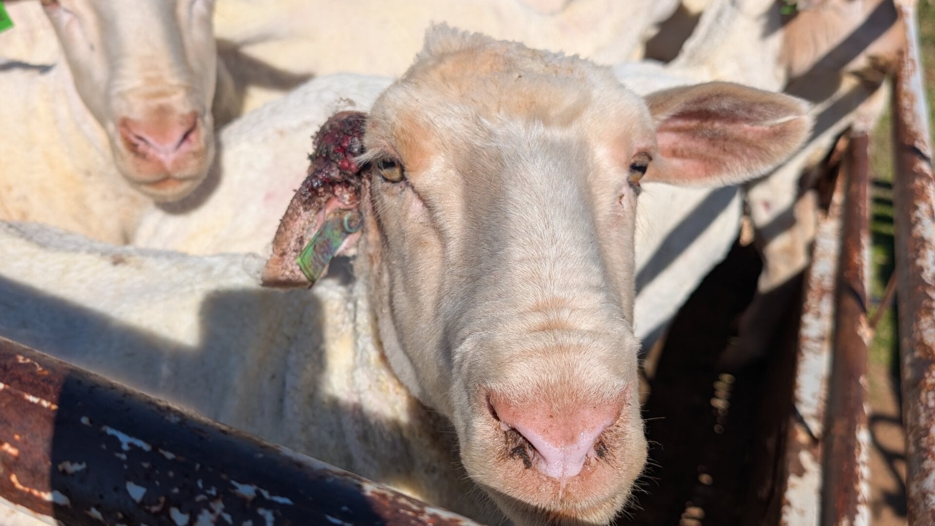 H&M Shoppers: You Need to See What Happens to Sheep for Wool