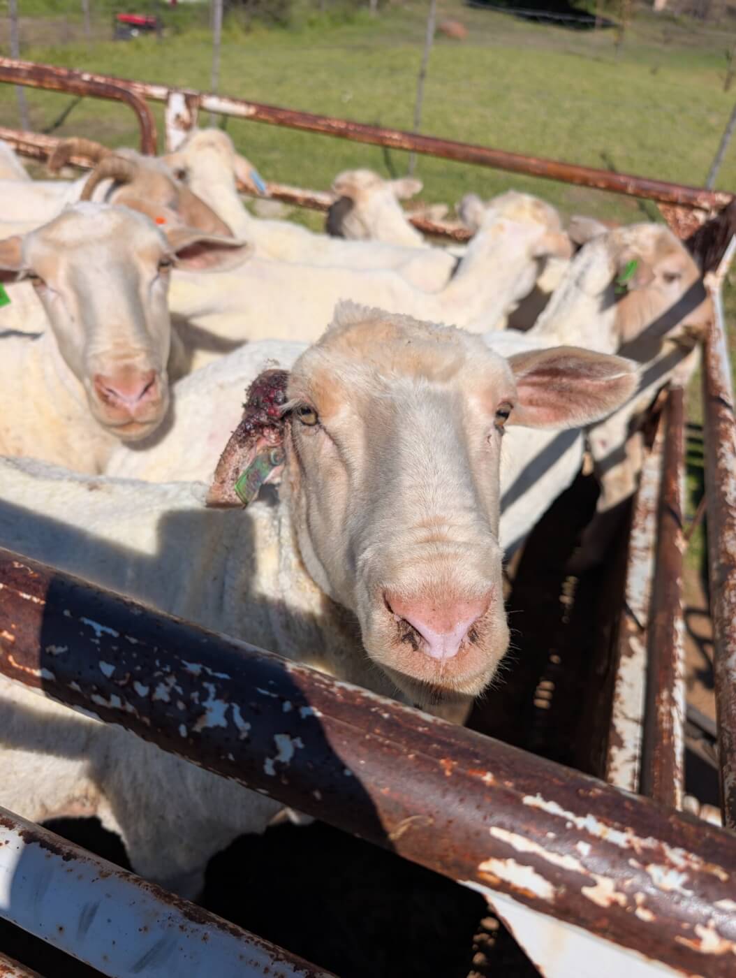 H&M Shoppers: You Need to See What Happens to Sheep for Wool - PETA Exposés and Undercover Investigations