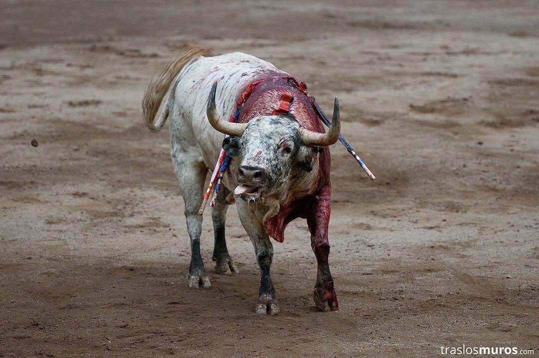Bullfighting Goes Against Christ’s Teachings—But These Priests Are Still Defending It