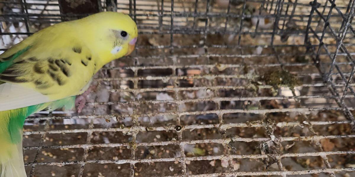 Where Pet Store Birds Come From (It’s Worse Than You Think)