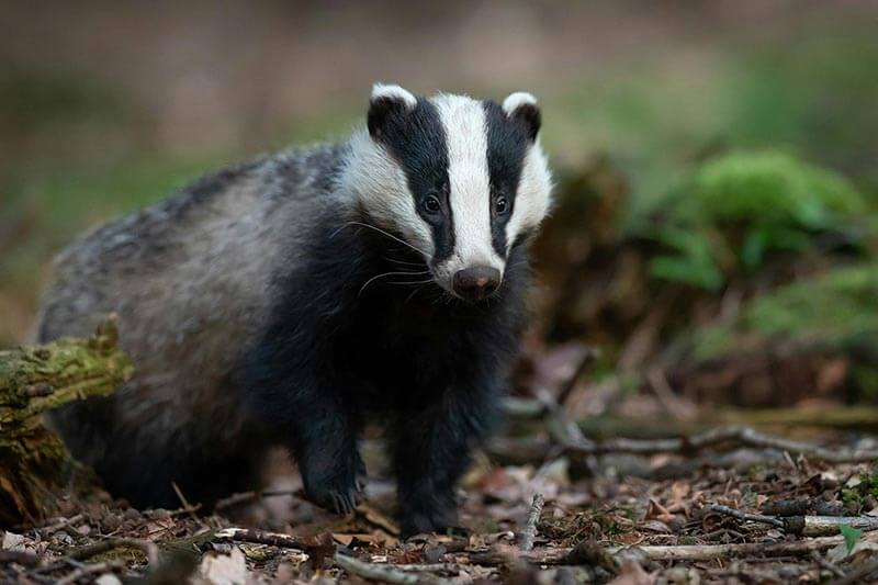 Badger in nature