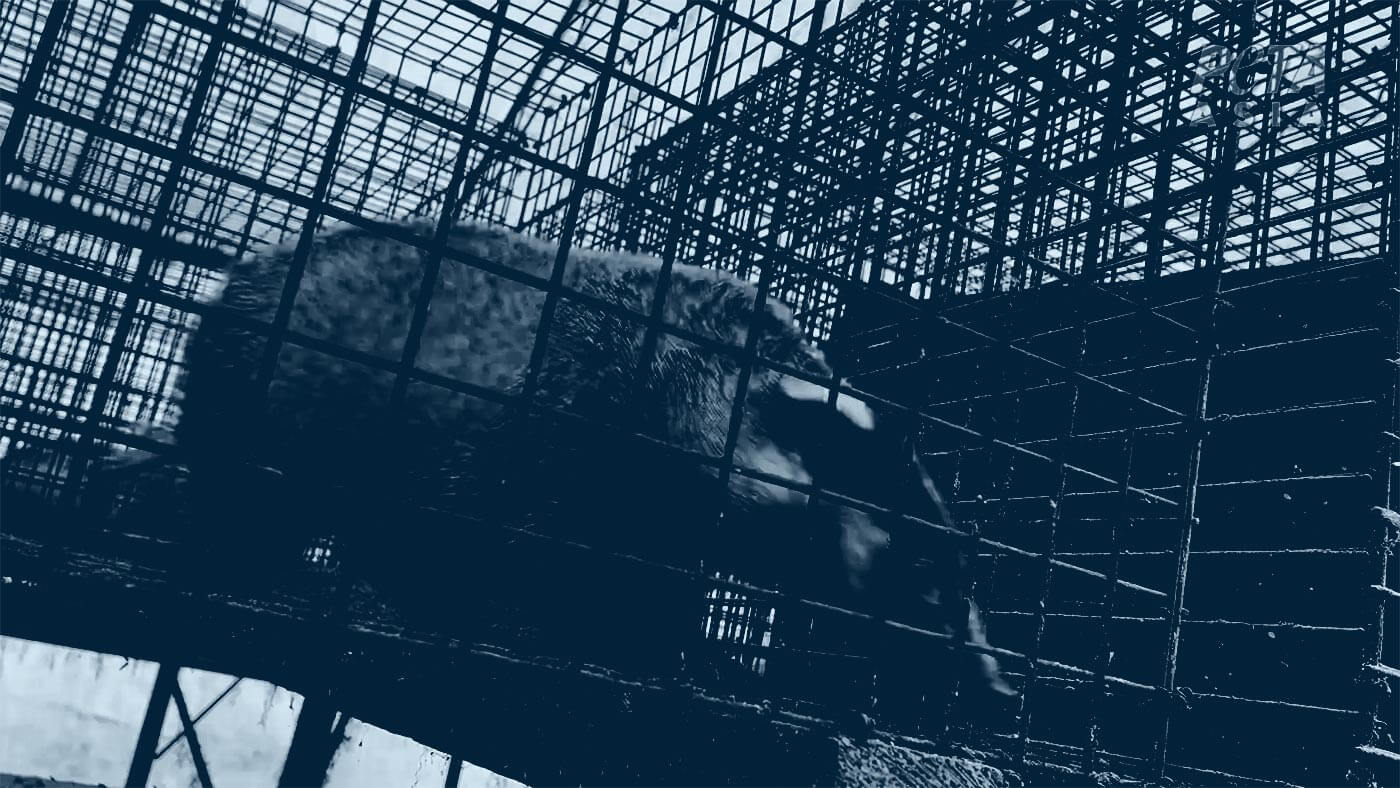 Duotone photo of a badger in a rusty, filthy cage