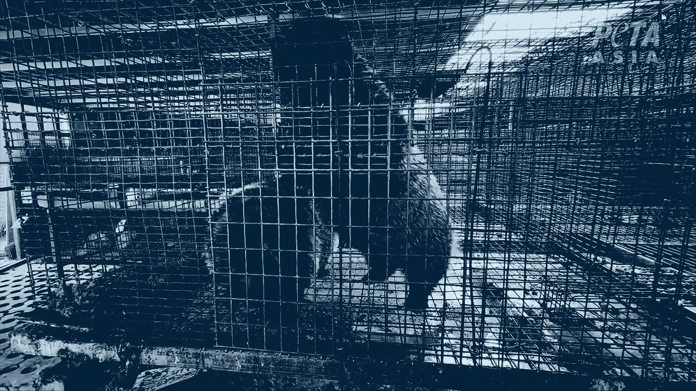 Duotone photo of badgers in a cage in a room full of cages