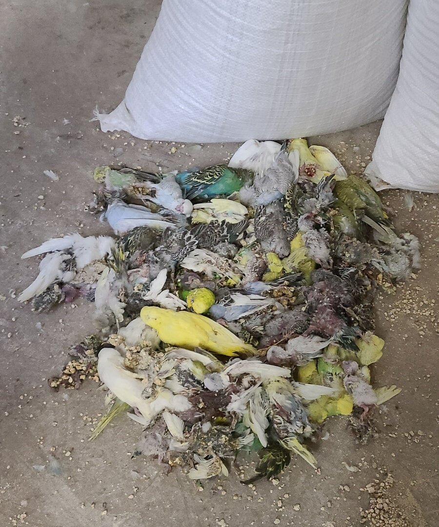 Where Pet Store Birds Come From (It’s Worse Than You Think)
