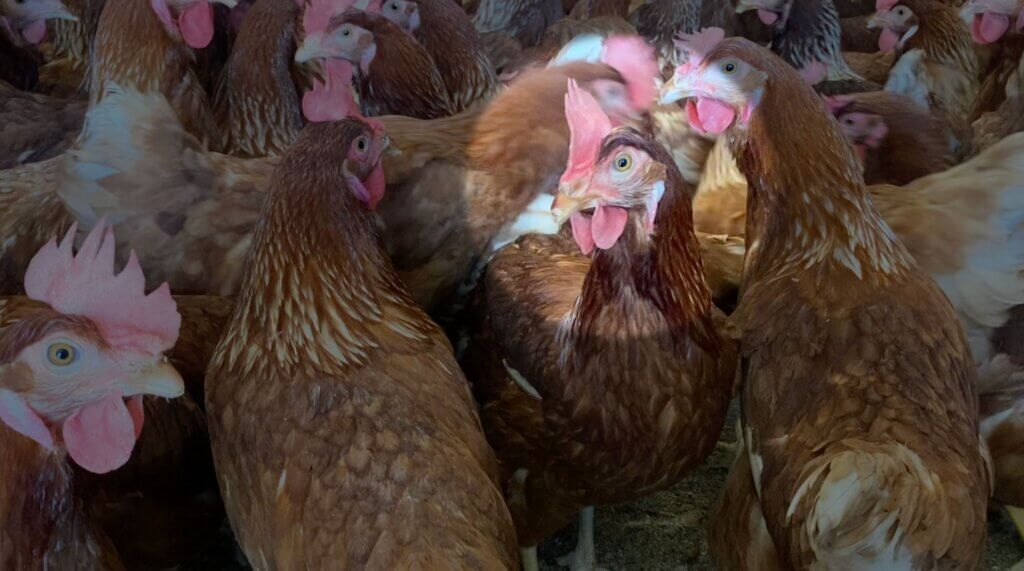 Hen with no beak tip highlighted in crowd of hens