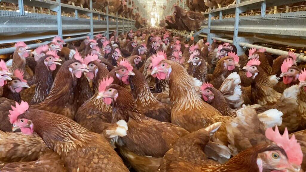 Crowded hens at California "cage-free" factory farm