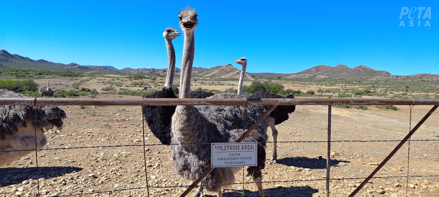 Watch: Workers Rip Feathers From Live Ostriches for Designer Fashion
