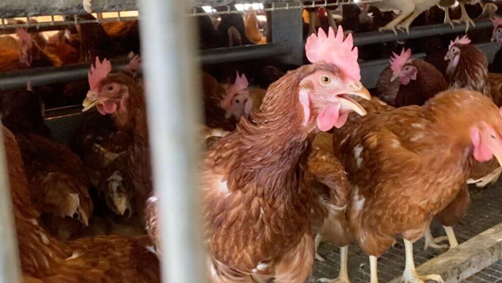Hen panting at California "cage-free" factory farm