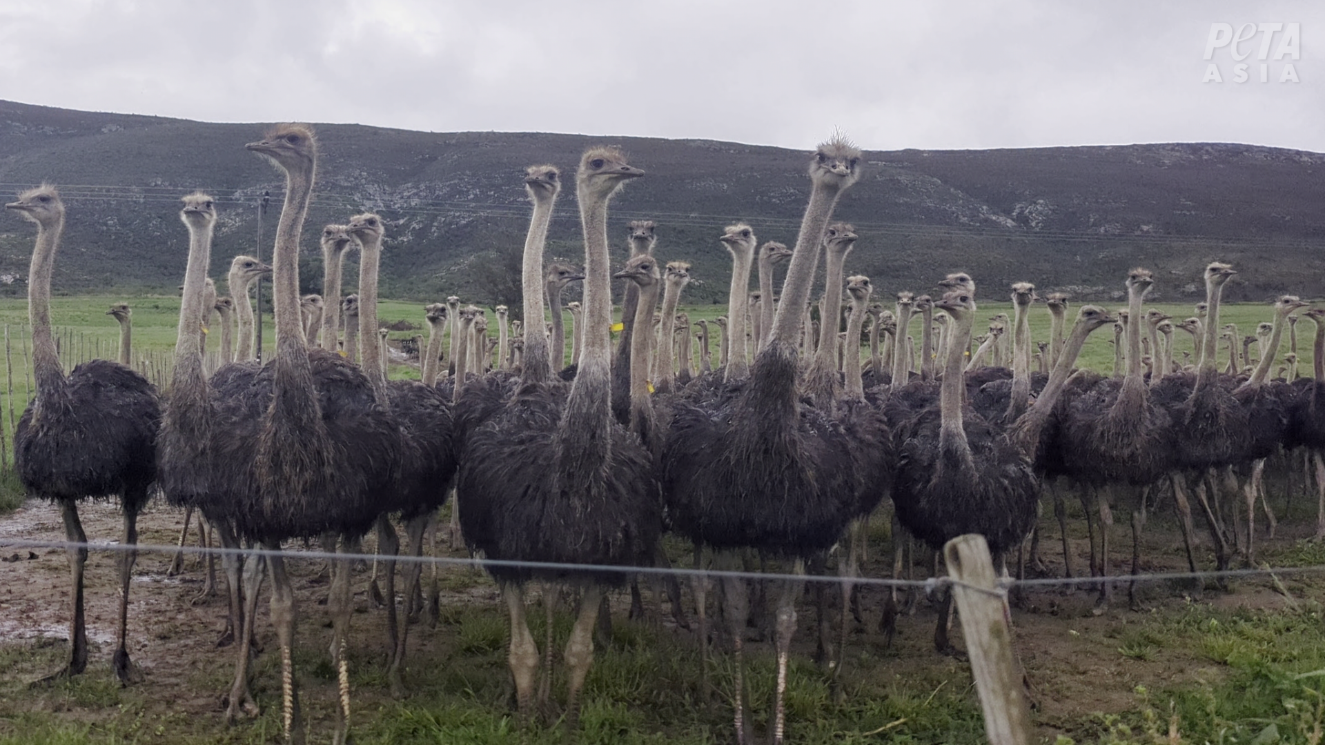Watch: Workers Rip Feathers From Live Ostriches for Designer Fashion