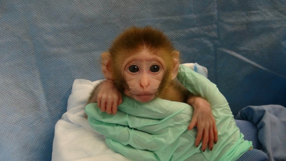 Nih Child Abuse Experiments On Baby Monkeys Exposed