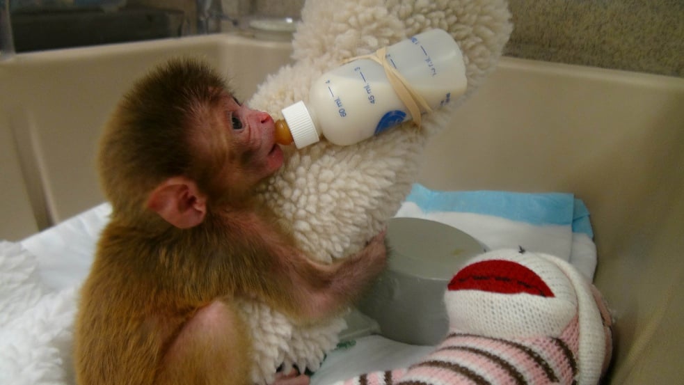 NIH Child Abuse: Experiments on Baby Monkeys Exposed