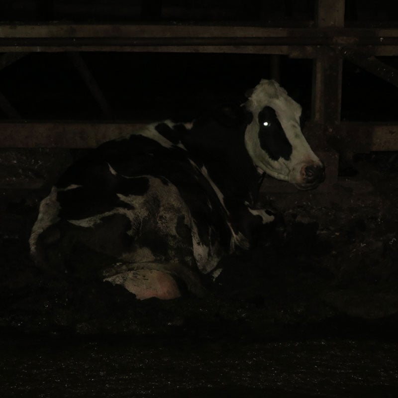 cow lying down at dairy farm