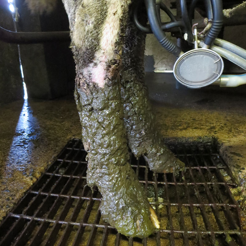 cow legs covered in filth at dairy farm in north carolina