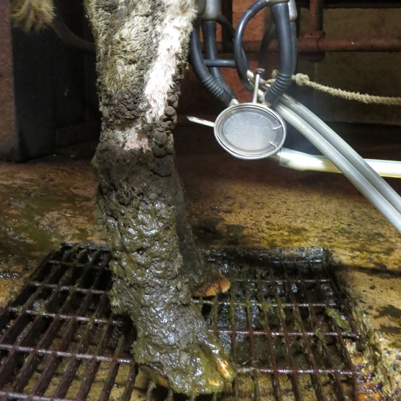 cow leg covered in filth at dairy farm in north carolina