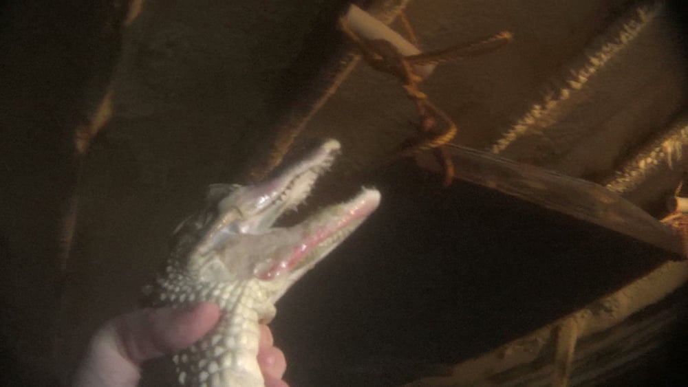 Australian crocodiles to be cruelly slaughtered on new Hermès farm