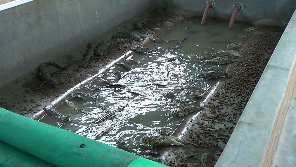 Exposed: Crocodiles and Alligators Factory-Farmed for Hermes 'Luxury' Goods