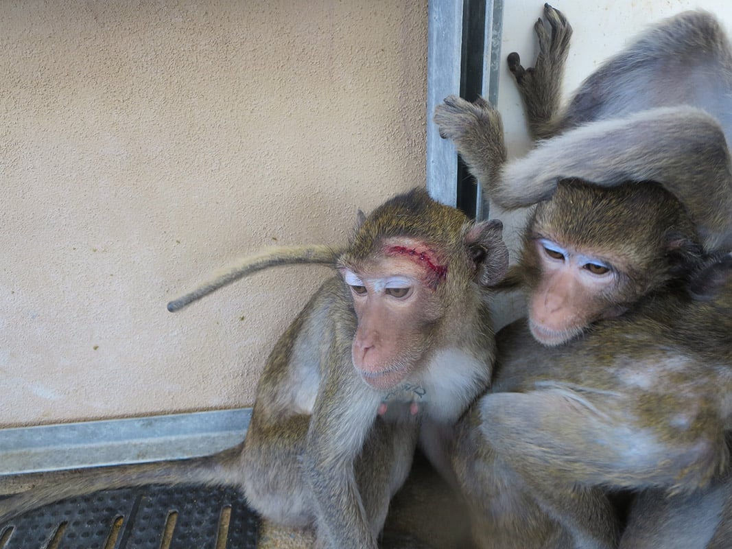 Monkeys Endure Pain, Fear and Death at Primate Products