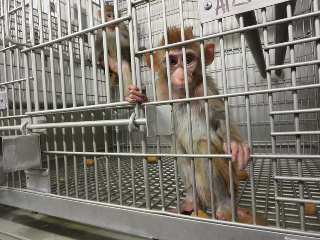 23万元“一猴难求”，科研能否不用猴子？| 新京报专栏_实验_动物_价格