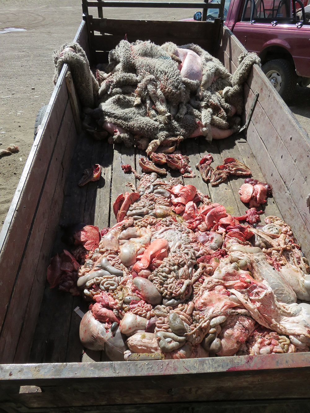 Patagonia's 'Sustainable Wool' Supplier: Lambs Skinned Alive