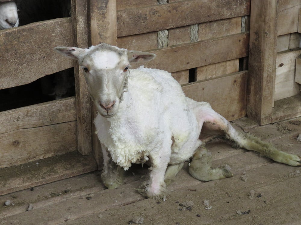 Patagonia's 'Sustainable Wool' Supplier: Lambs Skinned Alive