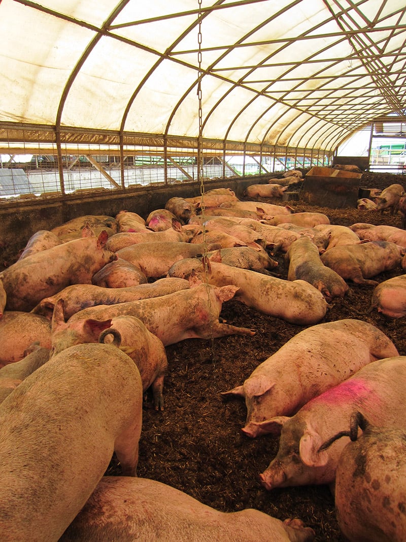 pigs at sweet stem farm