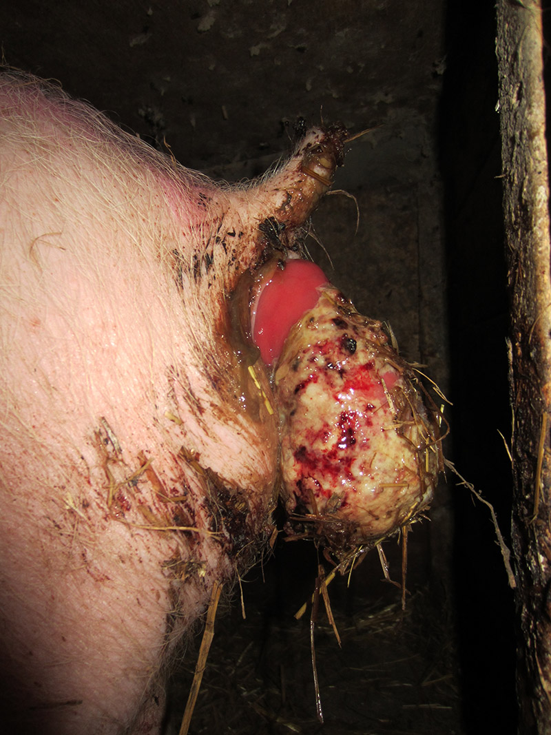 pig with prolapsed rectum on a farm