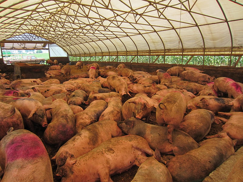 pigs at farm that supplies whole foods