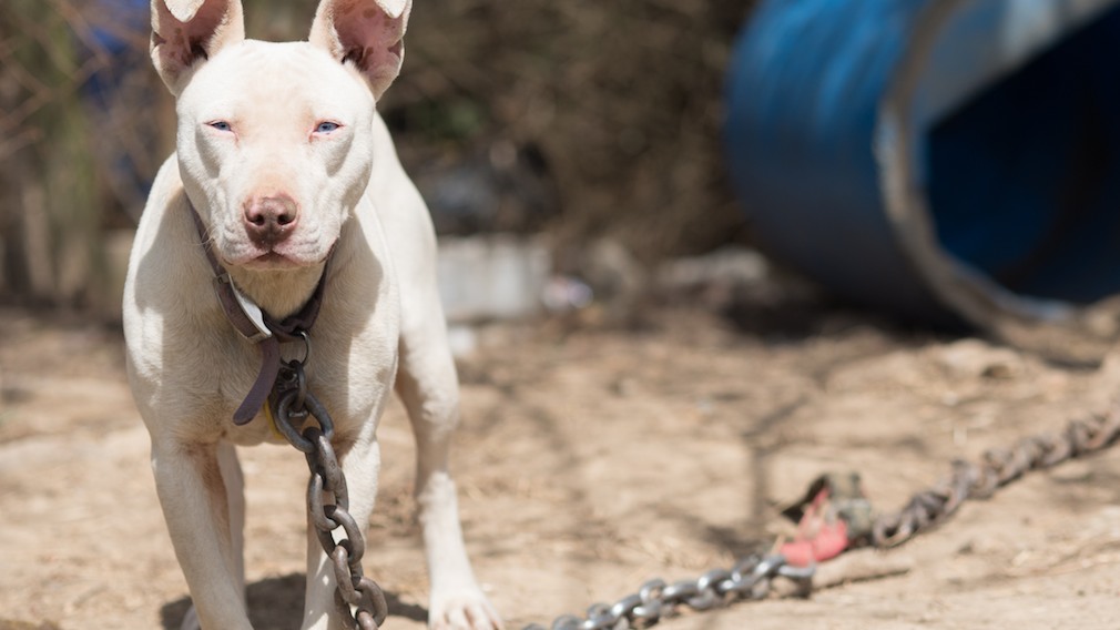 What's The Kindest Thing We Can Do For Pit Bulls?