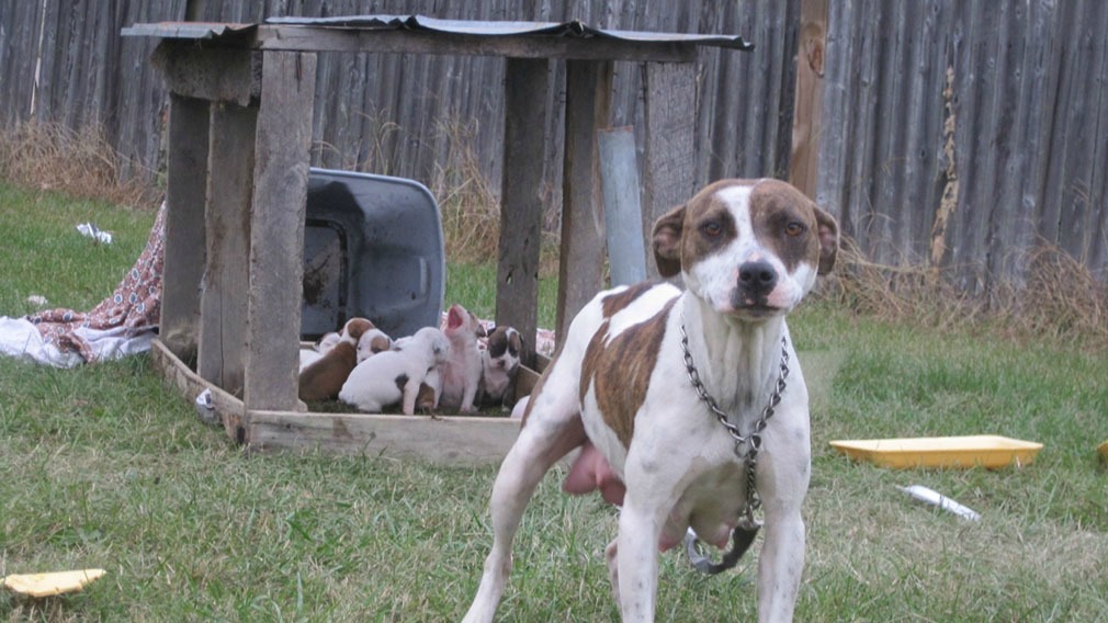 What's the Kindest Thing We Can Do for Pit Bulls?