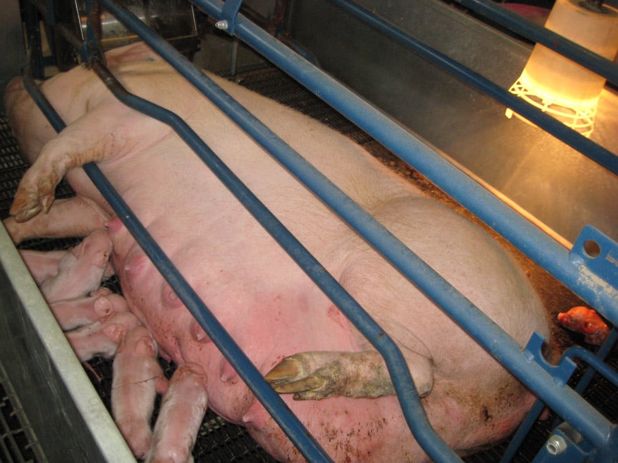 Mother Pigs and Piglets Abused by Hormel Supplier