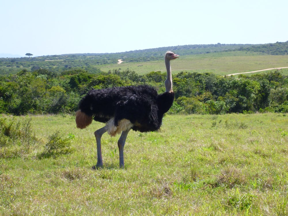 Hermès hit by ostrich farm cruelty claims