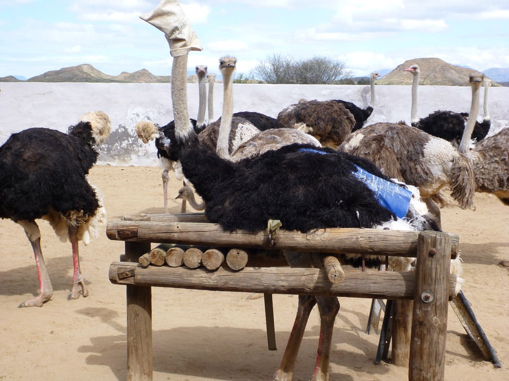 Topless dead ostrich protest at flagship store ruffles Hermès feathers, Hermès